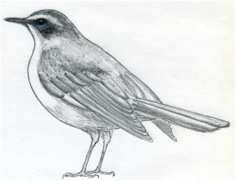 draw  bird