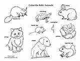 Coloring Animal Baby Animals Pages Labeled Sheets Kids Jungle Pdf Adult sketch template