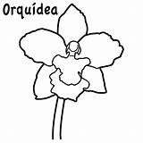 Orquidea Araguaney Orquideas Turpial Imagui Orquídea Facil Simbolos Pintar Orqu sketch template