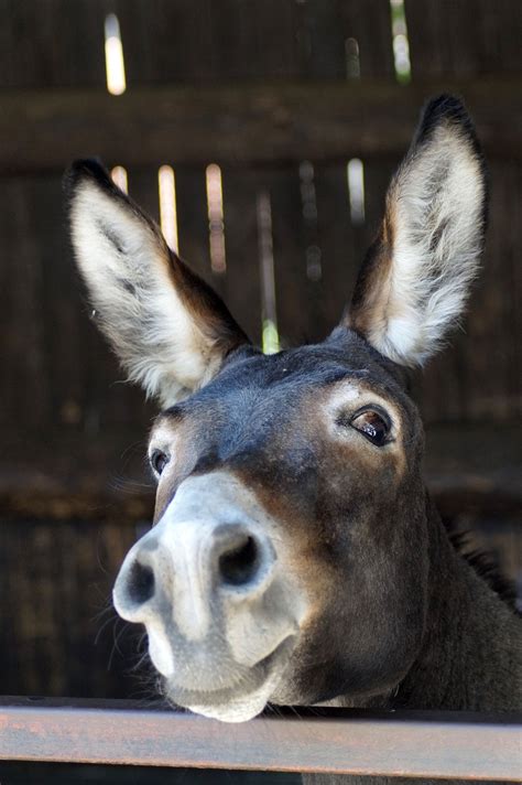 photo  donkey long ears portrait funny sweet