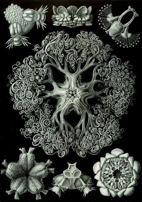 biology inspired art kunst ideeen natuur kunst zeekunst