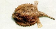 Afbeeldingsresultaten voor Dibranchus atlanticus Geslacht. Grootte: 188 x 100. Bron: www.fishbase.se