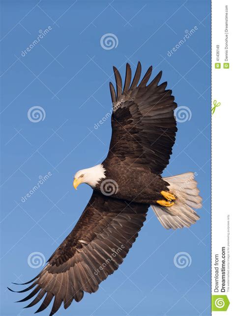 North American Bald Eagle Soaring Stock Image Image Of