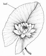 Nymphaea Tuberosa Lily Drawing sketch template