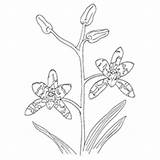 Coloring Orchid Pages Leopard Flowers Designlooter Getcolorings Getdrawings sketch template
