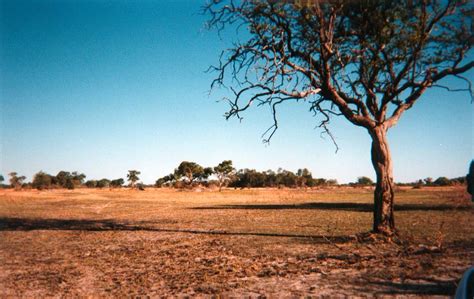 savanne