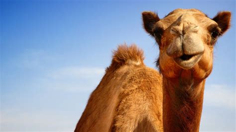 camel milk alternative dairies gain popularity  country