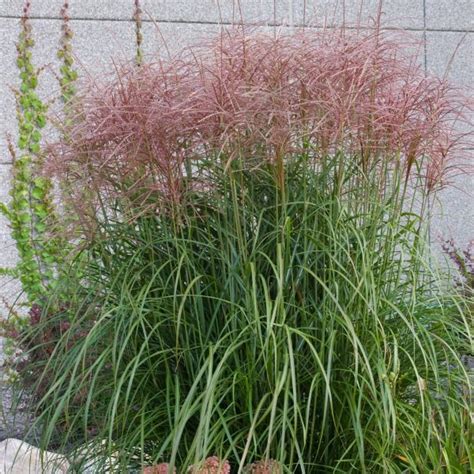 shop large perennials like red silver maiden grass miscanthus sinensis