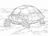 Tortoise Coloring Sulcata Pages Parentune Worksheets sketch template