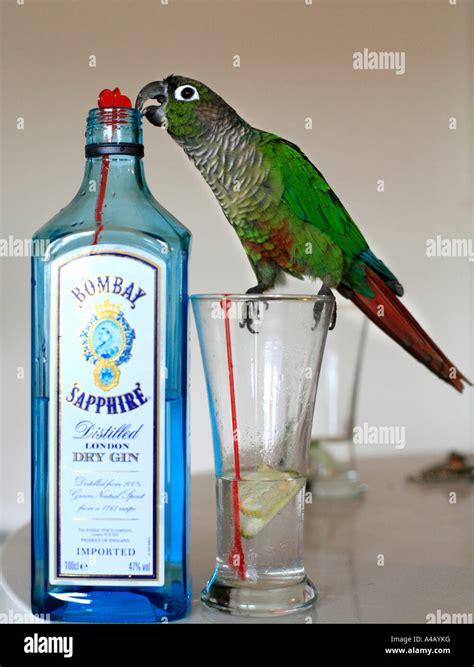 pet parrot   drink stock photo alamy
