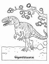 Coloring Giganotosaurus Dinosaur Colorare Gigantosaurus Disegni Dinosaurus Dinosauri Bambini sketch template