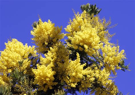 festa della donna perche  festeggia regalando le mimose