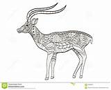 Antilope Coloritura Adulti sketch template