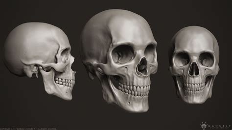 3d human skull 3d model 3d human human skull skull