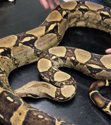 huge boa constrictor    loose  crayford prompts appeal
