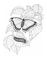 Caterpillar Monarch Ies sketch template
