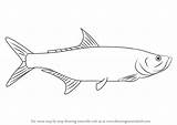 Tarpon Draw Drawing Step Fish Drawings Fishes Tutorials Drawingtutorials101 Learn Tutorial Choose Board sketch template