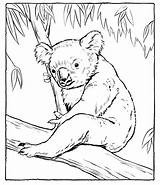 Koala Coloring Pages Kids Printable Bear Animal Cute Color Australian Koalas Bestcoloringpagesforkids Print Animals Drawings Drawing sketch template