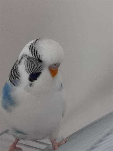 Anyone Know What Sex By Budgie Is He She Is Around A Year Old Now I
