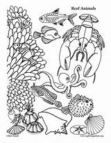 Animals Sized Coloringnature sketch template