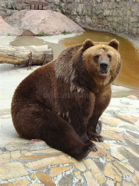 brown bear ursus arctos arctos stock photo image  brown animals