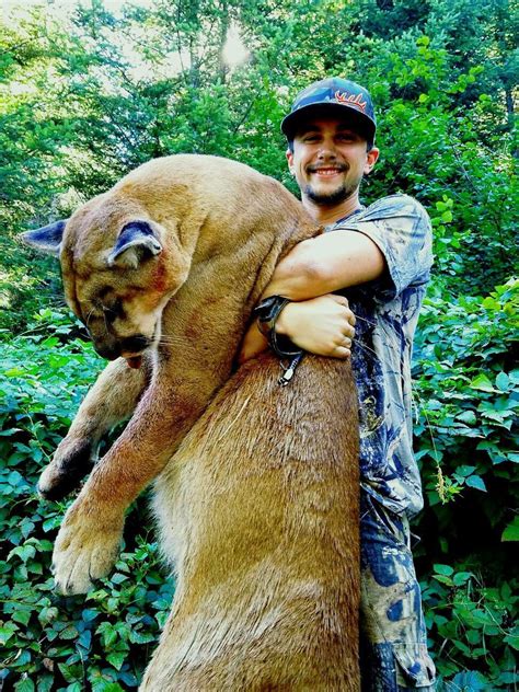 molalla man can only guess the weight of his large tom cougar