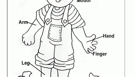 body coloring pages  getdrawings
