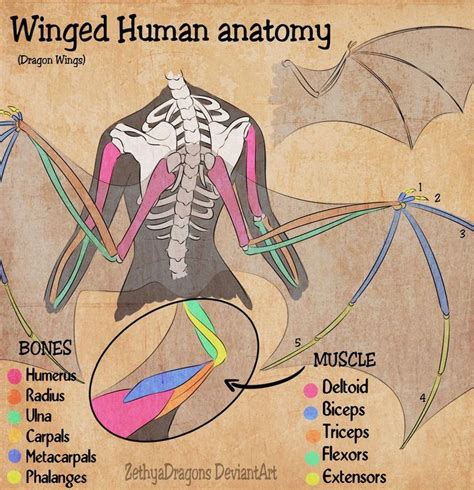 winged human anatomy  zethya wings drawing drawings wing anatomy
