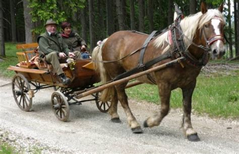 kutschen kutsche kaufen landwirtcom