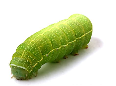 filegreen caterpillar jpg