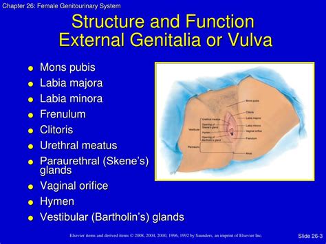 Ppt Female Genitourinary System Powerpoint Presentation Free