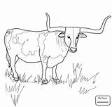 Longhorn Longhorns Stier Ausmalbild Ferdinand Steer Boi Cattle Supercoloring Hereford Buffalo Horned Ochse Divyajanani sketch template