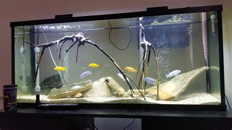 gallon aquariums