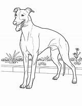 Doberman Coloring Pages Colorat Desene Cu Pinscher Color Caine Greyhound Planse Puppy sketch template