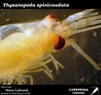 Afbeeldingsresultaten voor "thysanopoda Pectinata". Grootte: 113 x 106. Bron: www.st.nmfs.noaa.gov