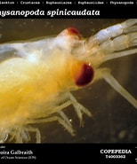 Afbeeldingsresultaten voor "thysanopoda Pectinata". Grootte: 154 x 185. Bron: www.st.nmfs.noaa.gov