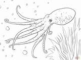Octopus Coloring Pages Printable Musky Color Animal Realistic Supercoloring Colouring Drawing Animals Adults Sea Choose Board Turtle Kids sketch template