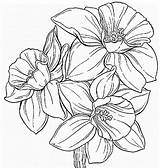 Daffodil Coloring Flower Pages Drawing Daffodils Printable Tattoo Colouring Outline Color Narcissus Getcolorings Print Sketch Colorluna Visit Hibiscus Garden Getdrawings sketch template