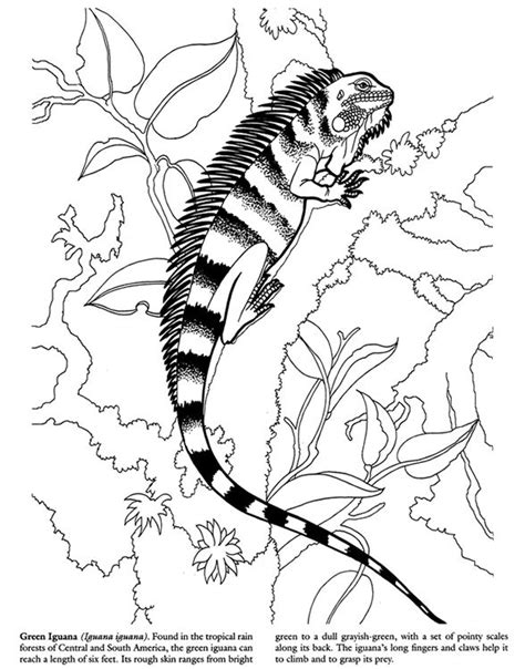 coloring pageslineart animals reptiles  amphibians images