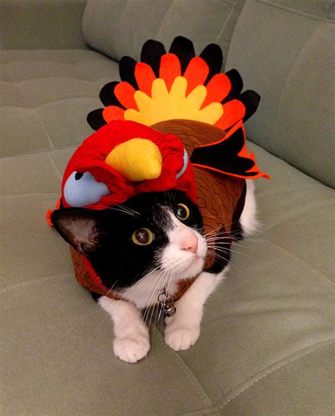 10 photos that prove cats hate thanksgiving catster