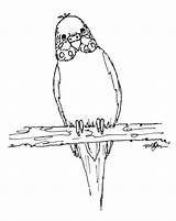 Budgie Pages Coloring Drawing 01a Budgies Colouring Drawings Printable Avatars Bird Getdrawings Getcolorings Papagaj Crtez Paintingvalley Photobucket Print Comments Bucket sketch template