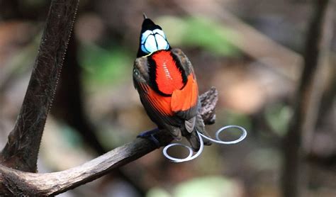 Wilson S Bird Of Paradise Australian Geographic