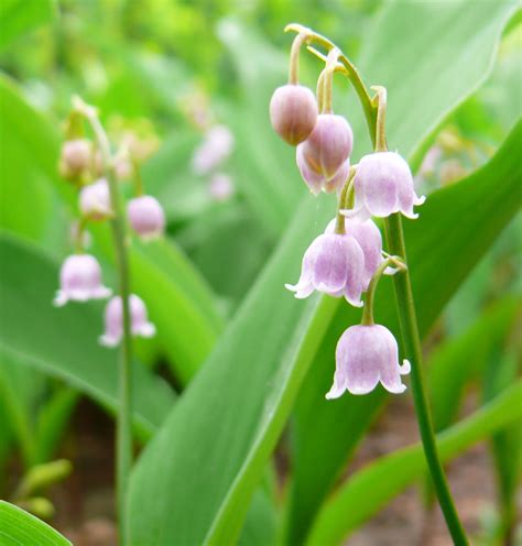 may s birthflower the lily of the valley avas flowers