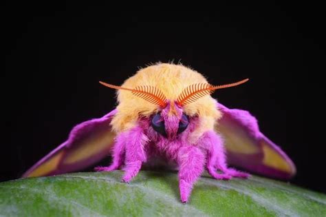 the cutest bugs in the world with pictures school of bugs
