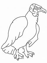 Vulture Coloring Drawing Pages Bird Turkey Printable Getdrawings Color sketch template