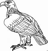 Adler Ausmalbild Malvorlage Tiere Ausmalbilder Sitzend Schnitzen Fabelhaft Vorlage Voegel Pinnwand Auswählen Rooster sketch template