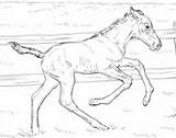 Coloring Horses Bucking Foal Pages sketch template