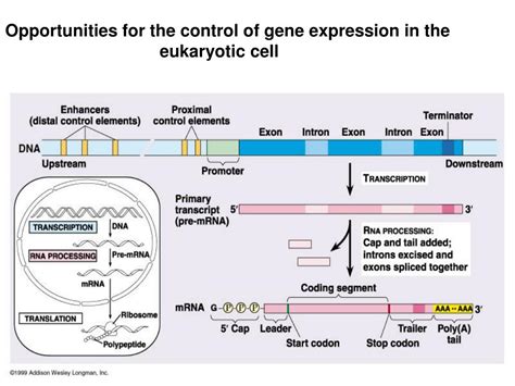 Ppt Regulation Of Gene Expression In Eukaryotes Powerpoint