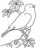 Burung Mewarnai Sketsa Tk Paud Belajar Interaktif Sangkar sketch template