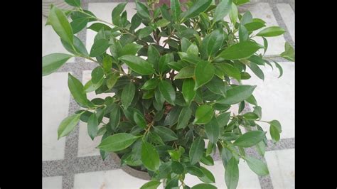 ficus plant hindi   grow care ficus plant  pots ficus thoninngi youtube